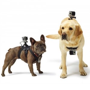 GoPro Fetch Mount